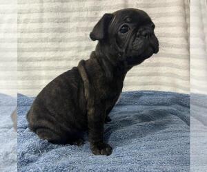 French Bulldog Puppy for sale in VIRGINIA BEACH, VA, USA