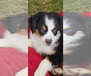 Miniature Australian Shepherd Puppy for Sale in GOLD HILL, Oregon USA