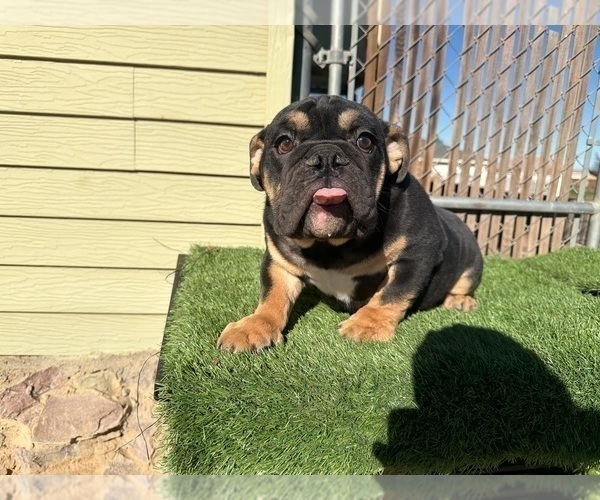 Medium Photo #7 English Bulldog Puppy For Sale in FORT LAUDERDALE, FL, USA