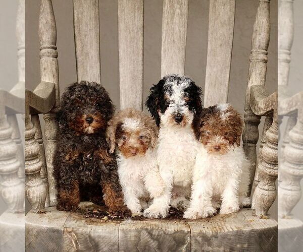 Medium Photo #2 Poodle (Miniature) Puppy For Sale in GORDONVILLE, PA, USA