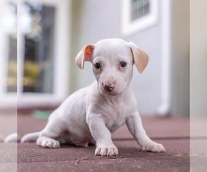 Noodle Pup - Bucatini - Male Poodle (Miniature)-Unknown Mix Dog for Adoption - Photo #5