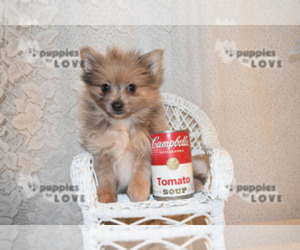 Adorable Merle Pomeranian Puppies For Sale Near Me