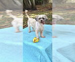 Small #9 Shih Tzu