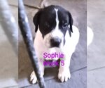 Small Photo #5 Great Dane Puppy For Sale in Orange Grove, TX, USA