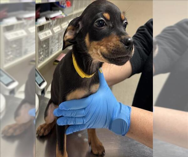 Medium Photo #1 Doberman Pinscher-Unknown Mix Puppy For Sale in Conroe, TX, USA