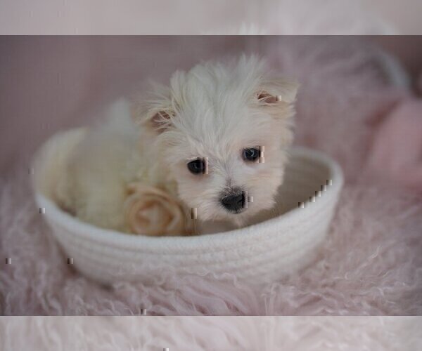 Medium Photo #10 Maltese Puppy For Sale in HOUSTON, TX, USA