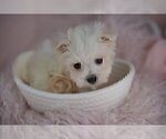 Small #9 Maltese