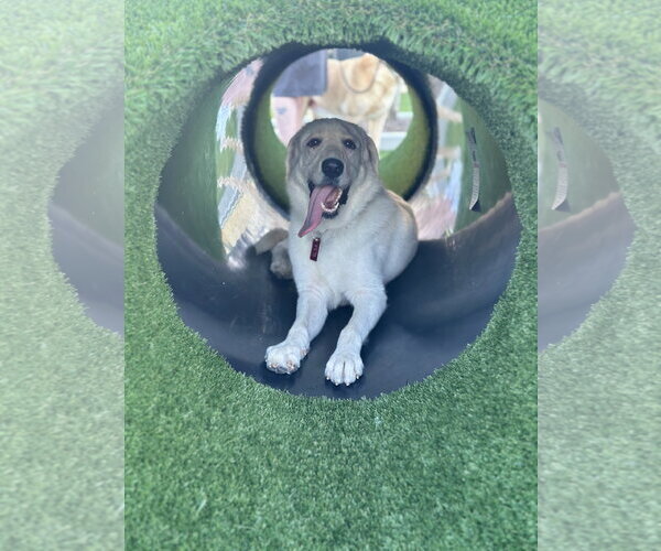 Medium Photo #4 Great Pyrenees Puppy For Sale in Spring, TX, USA