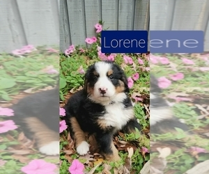 Bernese Mountain Dog Puppy for sale in FARMVILLE, VA, USA