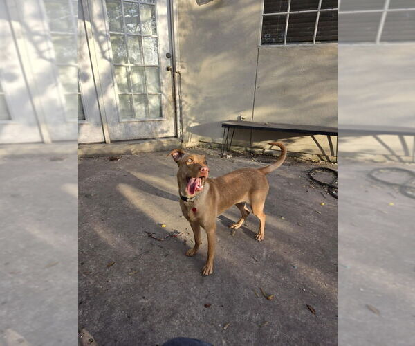 Medium Photo #2 Vizsla Puppy For Sale in FRAMINGHAM, MA, USA