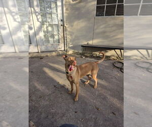 Becky - Female Vizsla Dog for Adoption - Photo #2
