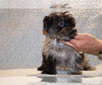 Small #32 Yorkiepoo mix (+ Poodle Toy)