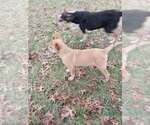 Small #1 Mutt