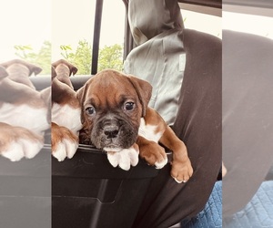 Boxer Puppy for sale in SOUTH BELOIT, IL, USA