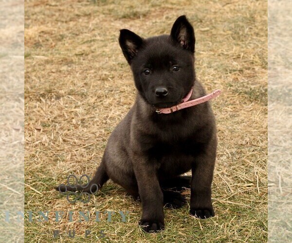 Medium Photo #1 Belgian Malinois Puppy For Sale in STRASBURG, PA, USA