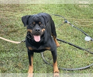 Rottweiler Puppy for sale in RICHLAND, GA, USA