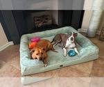 Small #1 American Pit Bull Terrier Mix