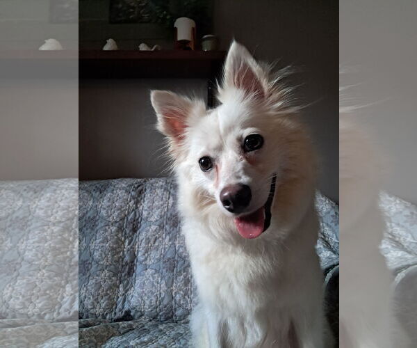 Medium Photo #3 Pomimo Puppy For Sale in Princeton, MN, USA