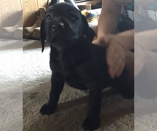 Medium Photo #5 Labrador Retriever Puppy For Sale in INKSTER, MI, USA