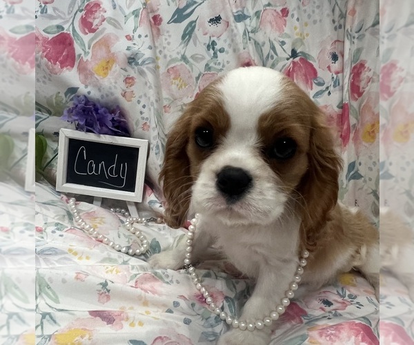 Medium Photo #3 Cavalier King Charles Spaniel Puppy For Sale in ABILENE, TX, USA