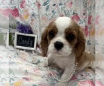 Small #2 Cavalier King Charles Spaniel