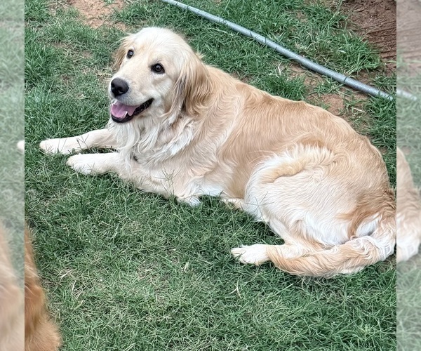Medium Photo #1 Golden Retriever Puppy For Sale in PORTALES, NM, USA