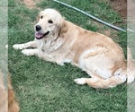 Small Photo #1 Golden Retriever Puppy For Sale in PORTALES, NM, USA
