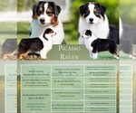 Small #2 Australian Shepherd