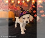SUNNY - Female Chiweenie Puppy for Sale - Photo #2