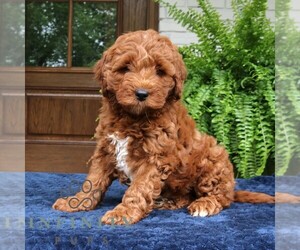 Goldendoodle (Miniature) Puppy for Sale in NARVON, Pennsylvania USA