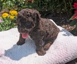 Small #13 Poodle (Toy)