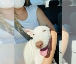 Small Photo #3 Miniature Bull Terrier Puppy For Sale in LOMPOC, CA, USA