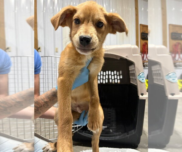 Medium Photo #2 Mutt Puppy For Sale in Bolivar, MO, USA