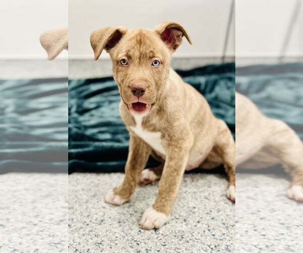 Medium Photo #2 American Pit Bull Terrier-Unknown Mix Puppy For Sale in Manahawkin, NJ, USA