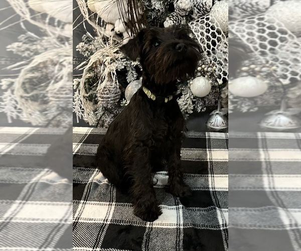Medium Photo #10 Schnauzer (Miniature) Puppy For Sale in SOMERVILLE, AL, USA