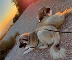 Small Photo #66 Anatolian Shepherd-Great Pyrenees Mix Puppy For Sale in AGOURA HILLS, CA, USA