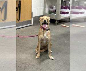 Labrador Retriever-Unknown Mix Dogs for adoption in Forestville, MD, USA