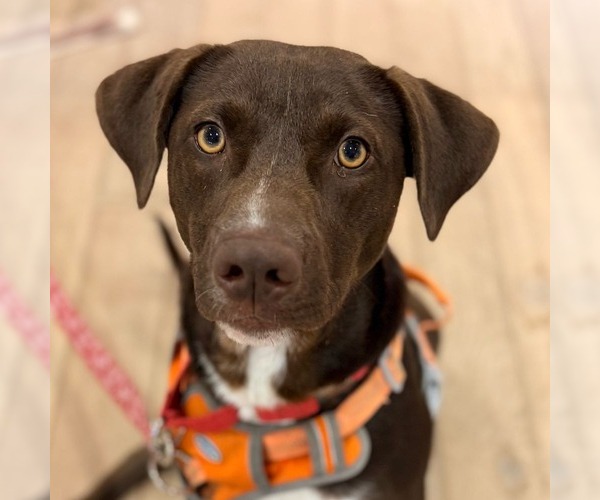 Medium Photo #30 Chocolate Labrador retriever-Unknown Mix Puppy For Sale in Canton, CT, USA