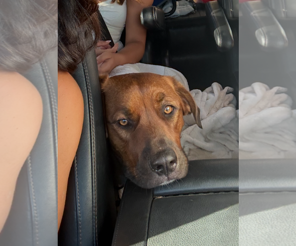 Medium Photo #7 Australian Shepherd-Rottweiler Mix Puppy For Sale in Escondido, CA, USA
