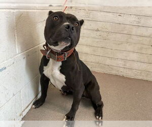 American Pit Bull Terrier Dogs for adoption in San Bernardino, CA, USA