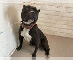 Small American Pit Bull Terrier
