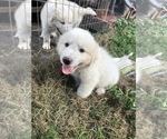 Small Photo #6 Great Pyrenees Puppy For Sale in FROSTPROOF, FL, USA
