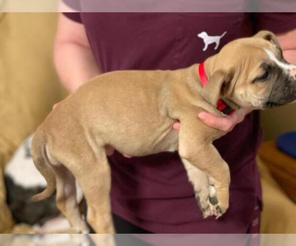 Medium Photo #10 American Pit Bull Terrier-Olde English Bulldogge Mix Puppy For Sale in EUNICE, LA, USA