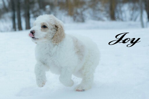 Medium Photo #15 Labradoodle-Poodle (Standard) Mix Puppy For Sale in SAINT CLOUD, MN, USA
