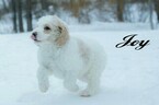 Small Photo #15 Labradoodle-Poodle (Standard) Mix Puppy For Sale in SAINT CLOUD, MN, USA