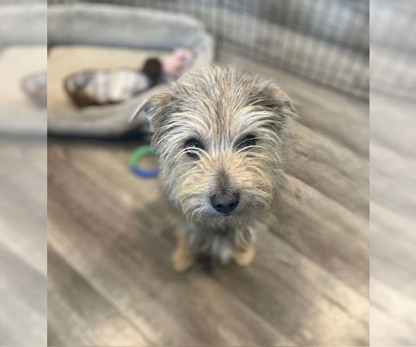 Medium Photo #2 Mutt Puppy For Sale in Marina Del Rey, CA, USA
