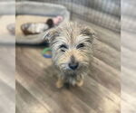 Small #1 Mutt