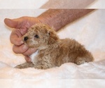 Small #5 Poodle (Toy)