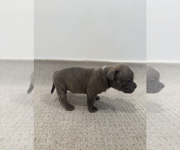 Medium Photo #2 American Bully Puppy For Sale in SPARTANBURG, SC, USA