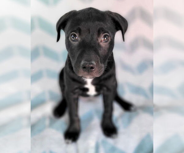 Medium Photo #6 American Pit Bull Terrier-Unknown Mix Puppy For Sale in Corona, CA, USA